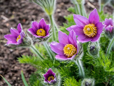 Pulsatilla