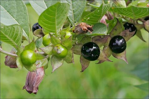 Belladonna